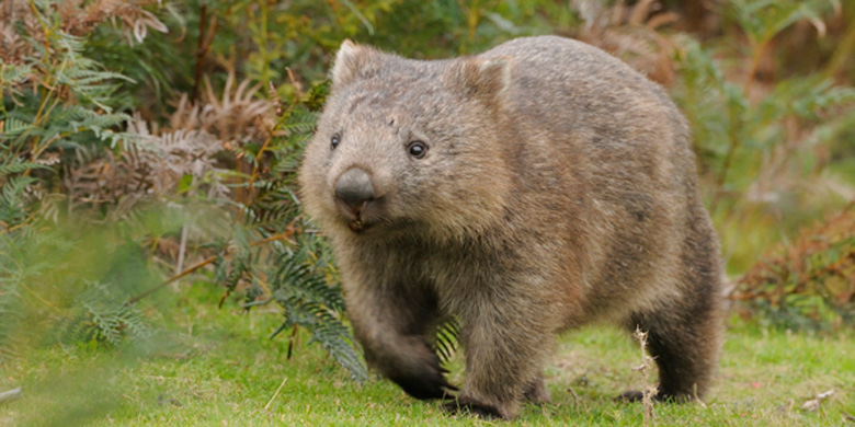 Wombat